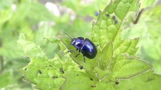 Blue mint beetle, Chrysomèle bleuâtre, (Chrysolina coerulans) Blue mint beetle, Chrysomèle bleuâtre, (Chrysolina coerulans)