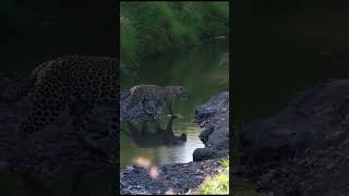 Anaconda vs. Jaguar. Who wins this fight? 🐍🐆 #animalstories #shorts