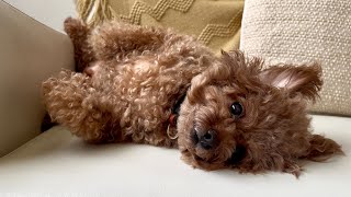 Rasuくんの異変、8回目の月命日、私の思い。