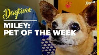 Miley the Chihuahua is our Pet of the Week