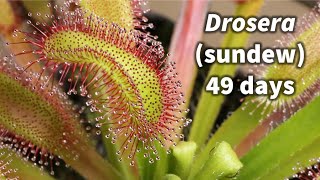 Carnivorous sundew Drosera 49 day timelapse