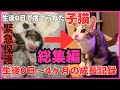 【総集編】生後0日で捨てられていた子猫を緊急保護してから4ヶ月間の成長記録