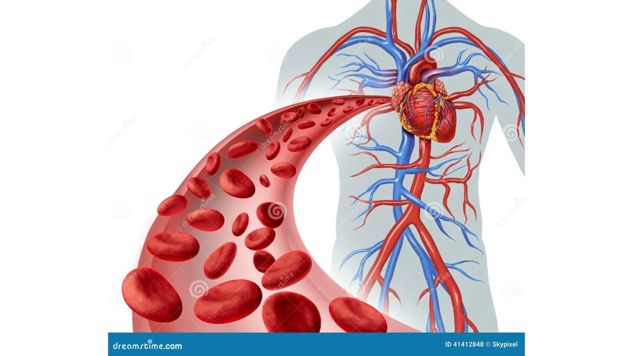 Circulatory System Presentation Video