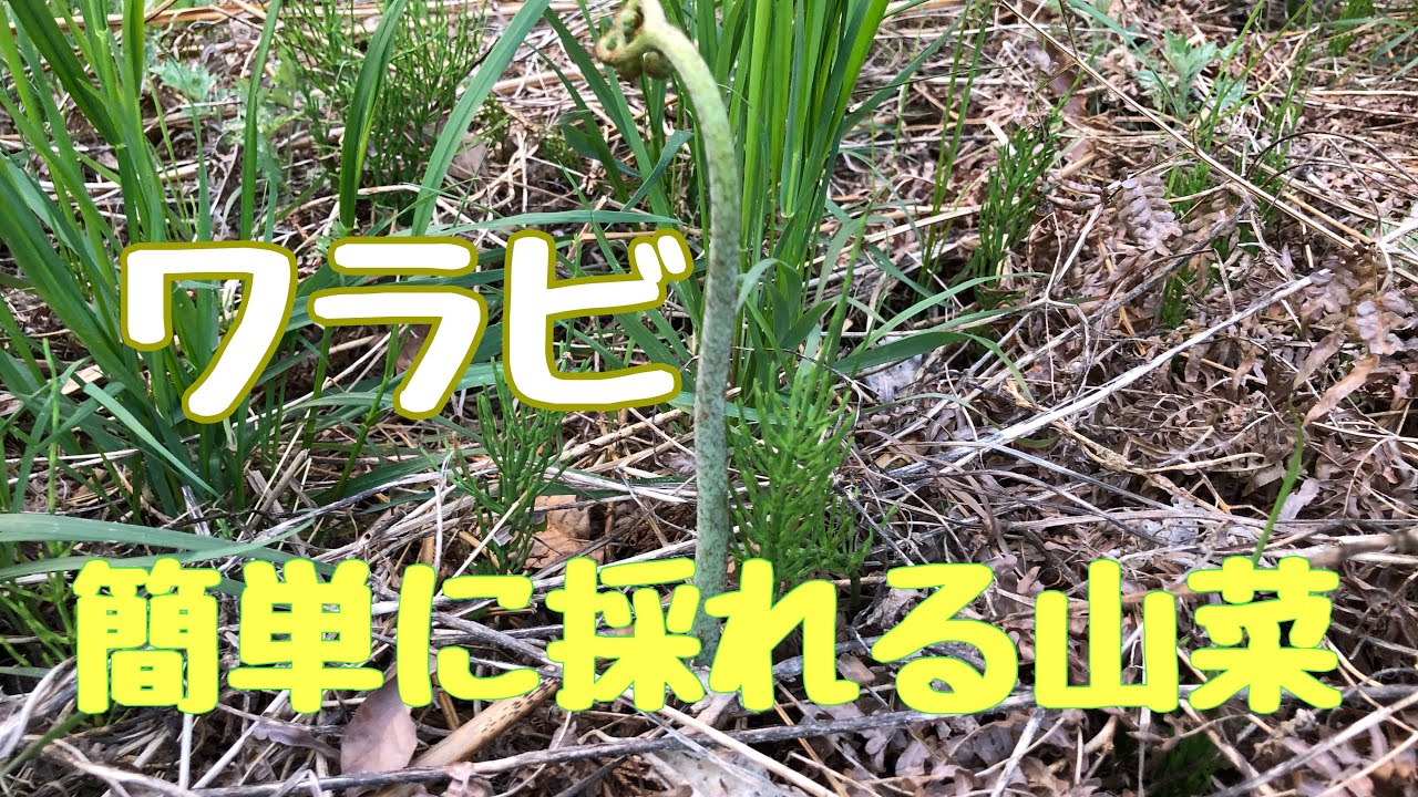 タラの芽 タラの木と山漆の見分け方 Youtube