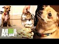 Perrita lucha para ignorar la comida | Kilos de mascotas | Animal Planet