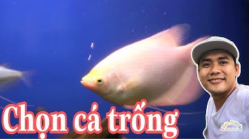 Hướng dẫn cách chọn cá phát tài con nuôi phân biệt cá trống và mái | Phan Nghiệp