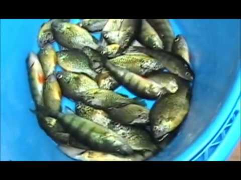 Vidéo: Comment Faire Du Poisson Avec Des Compte-gouttes