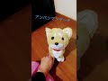 ニートが歌う「アンパンマンマーチ」 #借金 #shorts #ニート #ドナドナ #アンパンマンマーチ