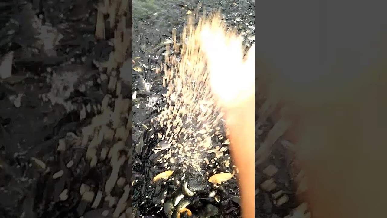 Cara ngasih makan ikan mas pake pelet harus sabar|19-5-2020 