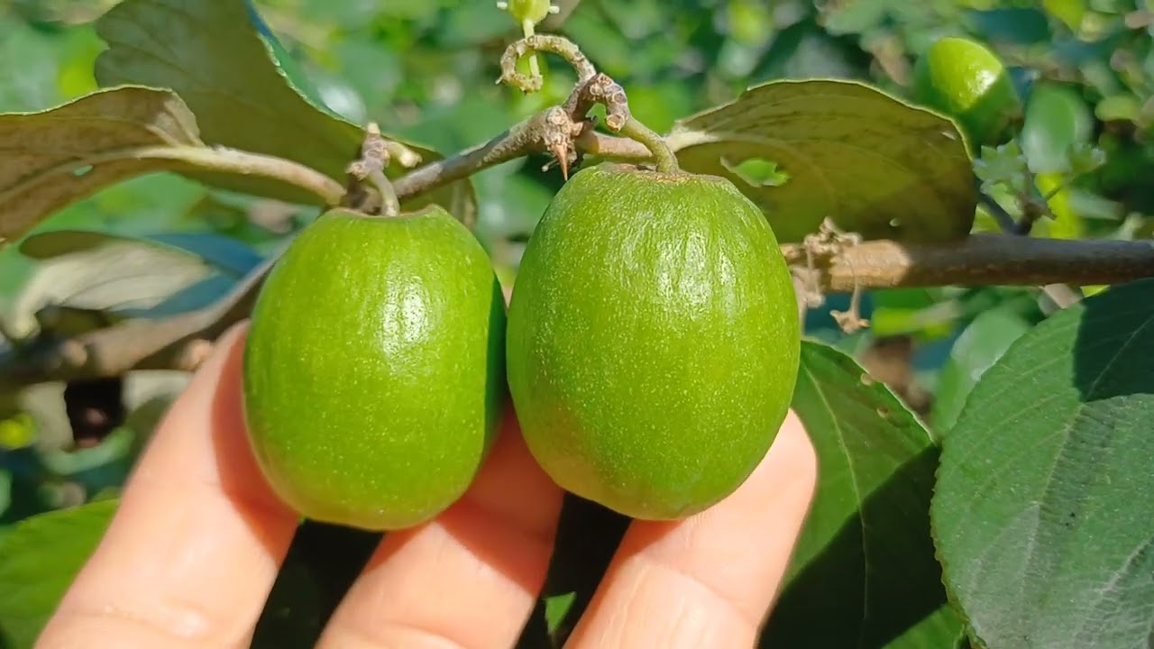 Táo đao  vàng  rất  ít qua  