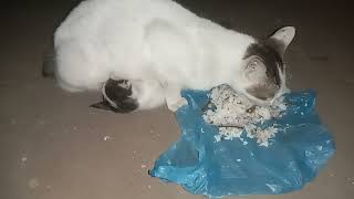 When given food, kittens prefer milk ( Di kasih makan,anak kucing lebih memilih susu )