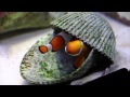 Earthquake while filming Percula clownfish laying fry eggs, Tokyo Japan
