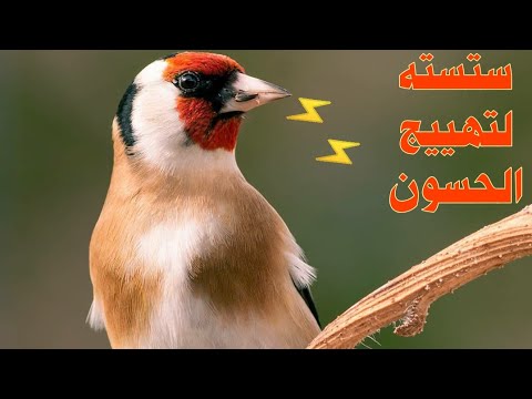 ستسته حسون 2021 لتهيج وتحفيز ذكر الحسون قبل التزاوج