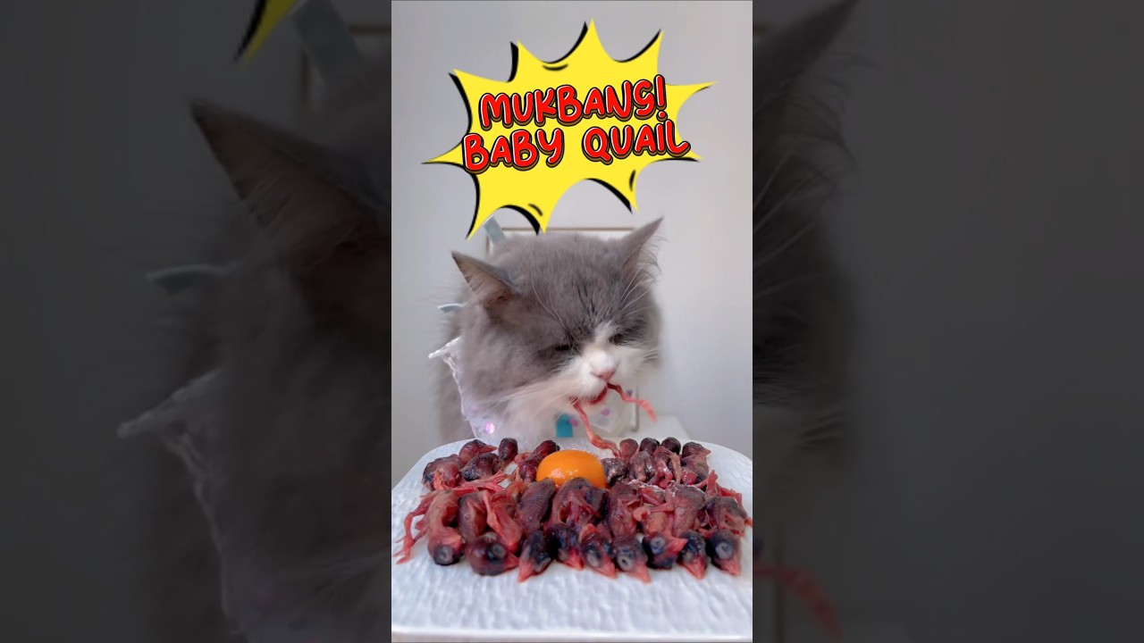 ASMR Cat Mukbang Baby Quail 🥩🐦| Mukbang | Eating Video