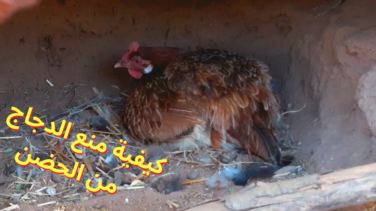 تربية الدجاج البلدي طريقة مريم لمنع الدجاجة من الرقاد أو الحضن على البيض مضمونة 100٪ تابعوا