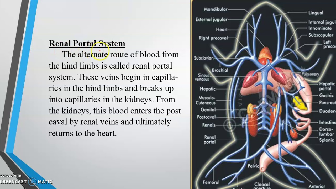 Hepatic Portal System In Frog