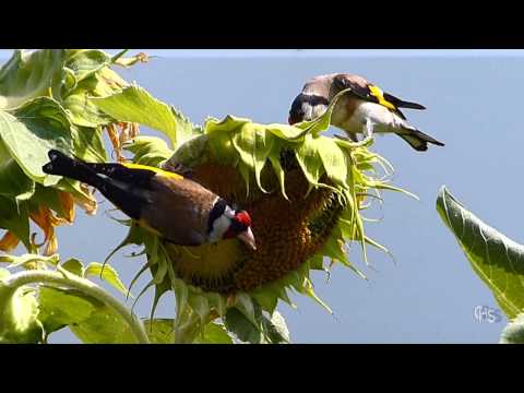 Vidéo: Informations sur les tournesols à taches solaires : planter des tournesols à taches solaires dans le jardin