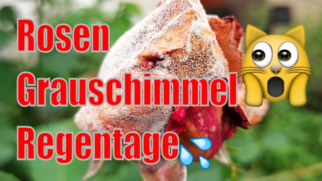 Rosenknospen öffnen sich nicht? Grauschimmel sicher erkennen