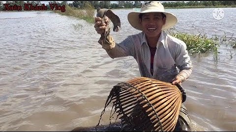 🔶 Miền Tây - Thánh đẩy côn bắt cá lóc mùa nước nổi và cái kết dính toàn cá trê khủng