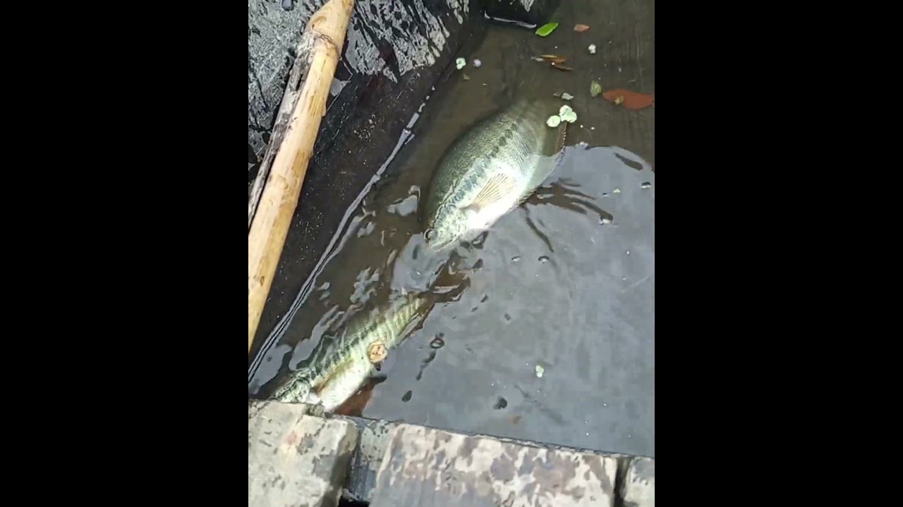 খইরা বা রানী খৈয়া মাছ 🐟🐟