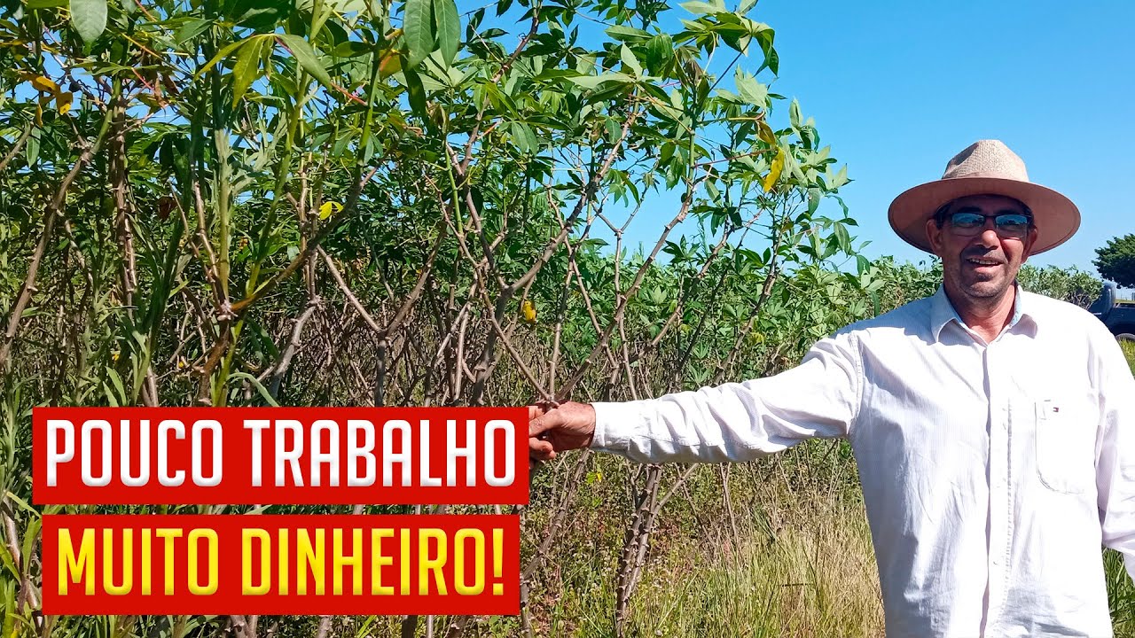 Como Plantar MANDIOCA de modo Profissional, que Vende e o Freguês gosta!