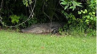 Gator wanders into ENC neighborhood, officials say it's that time of year
