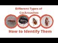Different Types of Cockroaches - Maggie's Farm