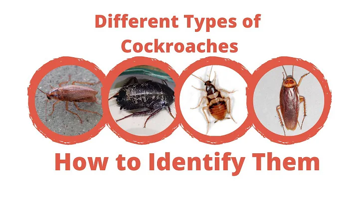 Different Types of Cockroaches - Maggie's Farm - DayDayNews
