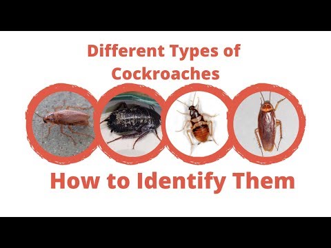 Video: How many legs does a cockroach have? Types of cockroaches: names, photos, structure