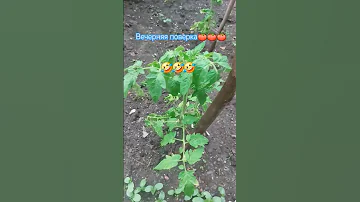 перекличка Shorts юмор позитив рассада огород барсик 