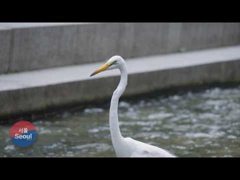 Wildlife in Seoul, The Egrets of Cheonggyecheon