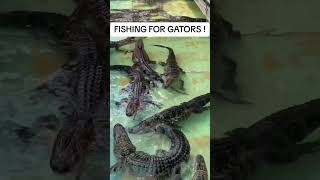 Lets Fish for Some Alligators ! #shorts #alligator #reptile #pets #fishing #lizard #gators #wildlife