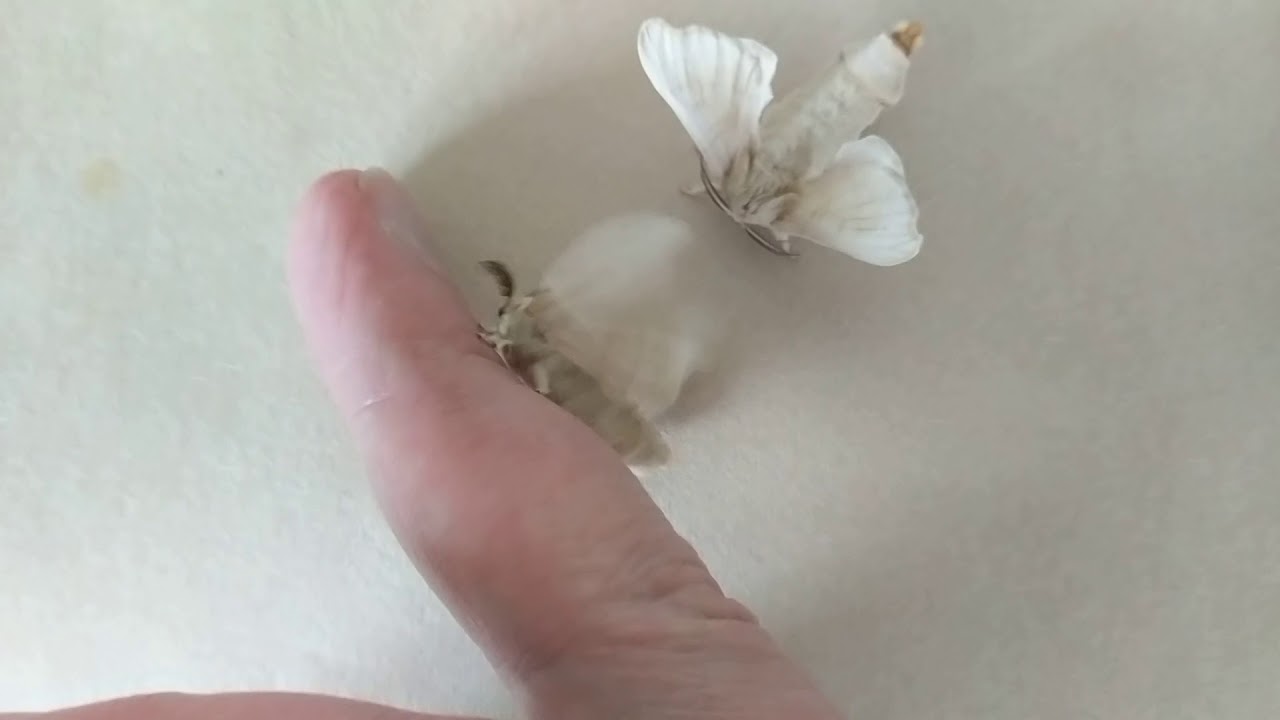 Silkworm Moth (Bombyx mori) Mating Behavior YouTube