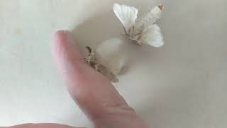 Silkworm Moth (Bombyx mori) Mating Behavior