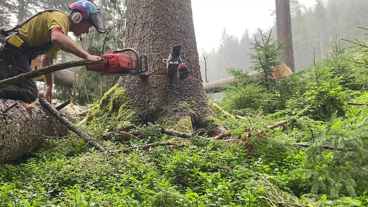 🌲 Life of a Logger * POWER SAWS * Husky 395XP & MS500i 🌲 Reiß on de Maschin 🌲