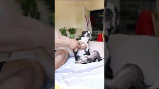 Dog Nail Trim Hack With Toby