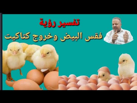 تفسير حلم رؤية فقس البيض وخروج الكتاكيت في المنام