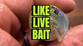 Megabass Releases NEW Topwater Lure…You’ve NEVER Seen Anything Like It…