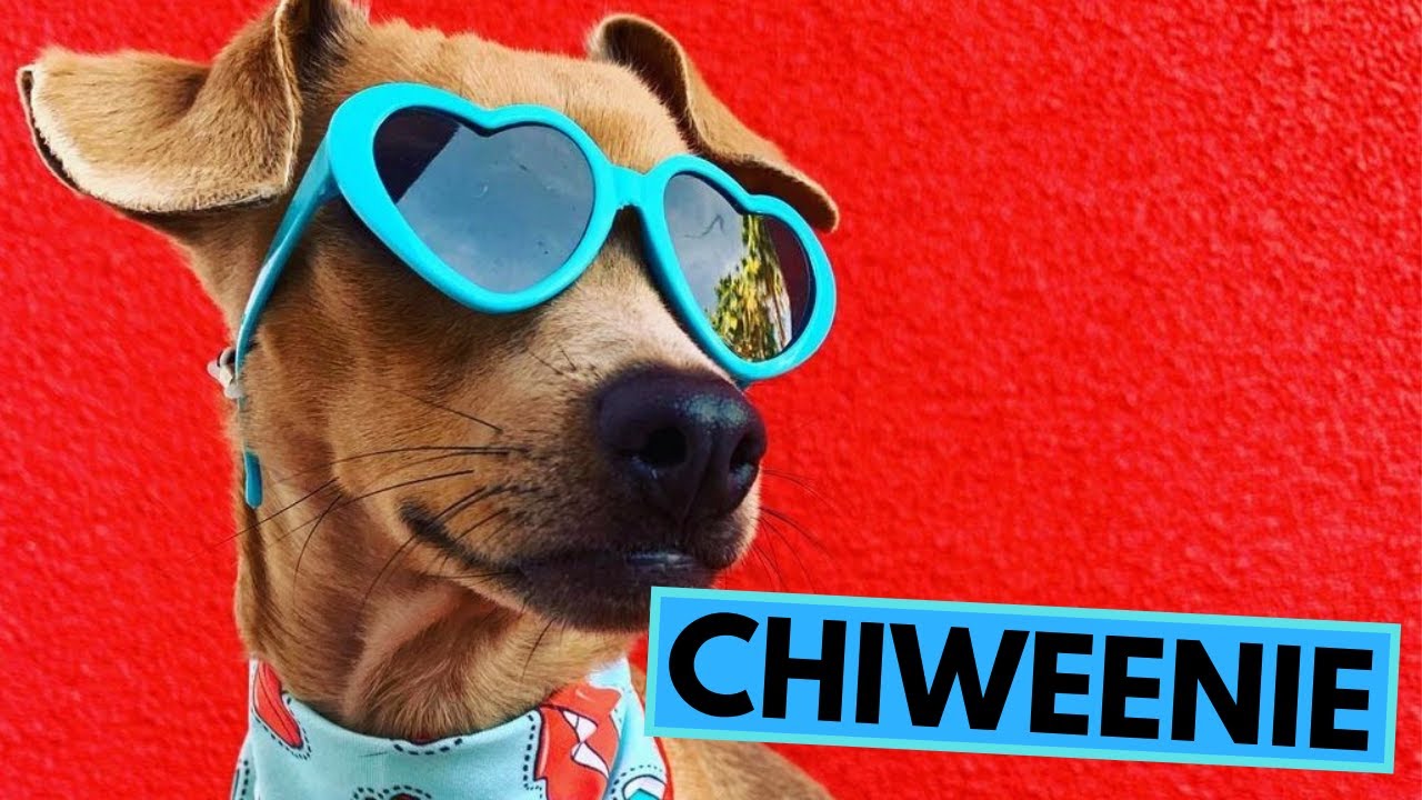 Chiweenie - TOP 10 Interesting Facts