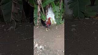 Boston Roundhead Hatch 3 X Winner Hack Fight