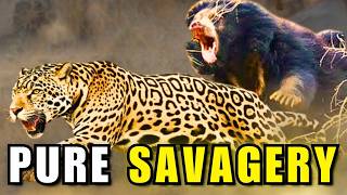 Jaguar vs Sloth Bear | Mutual Destruction