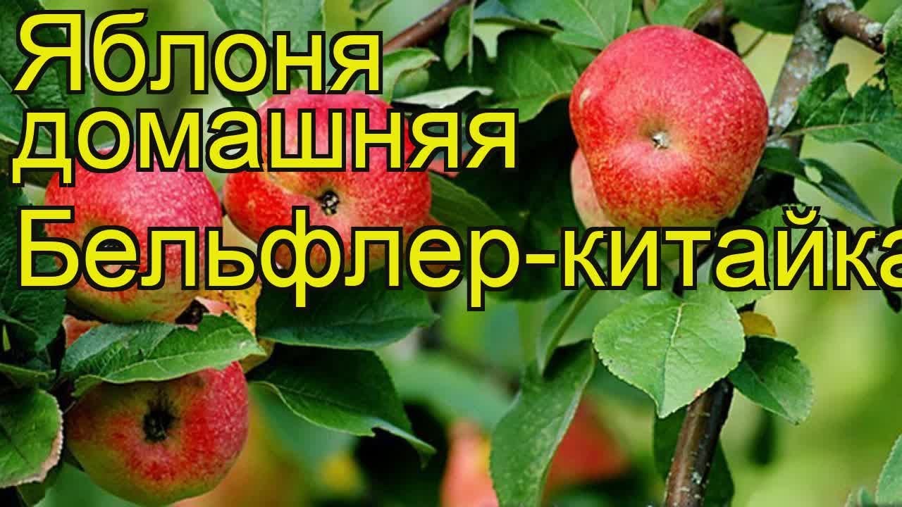 Бельфлер Китайка Описание Сорта Фото Отзывы