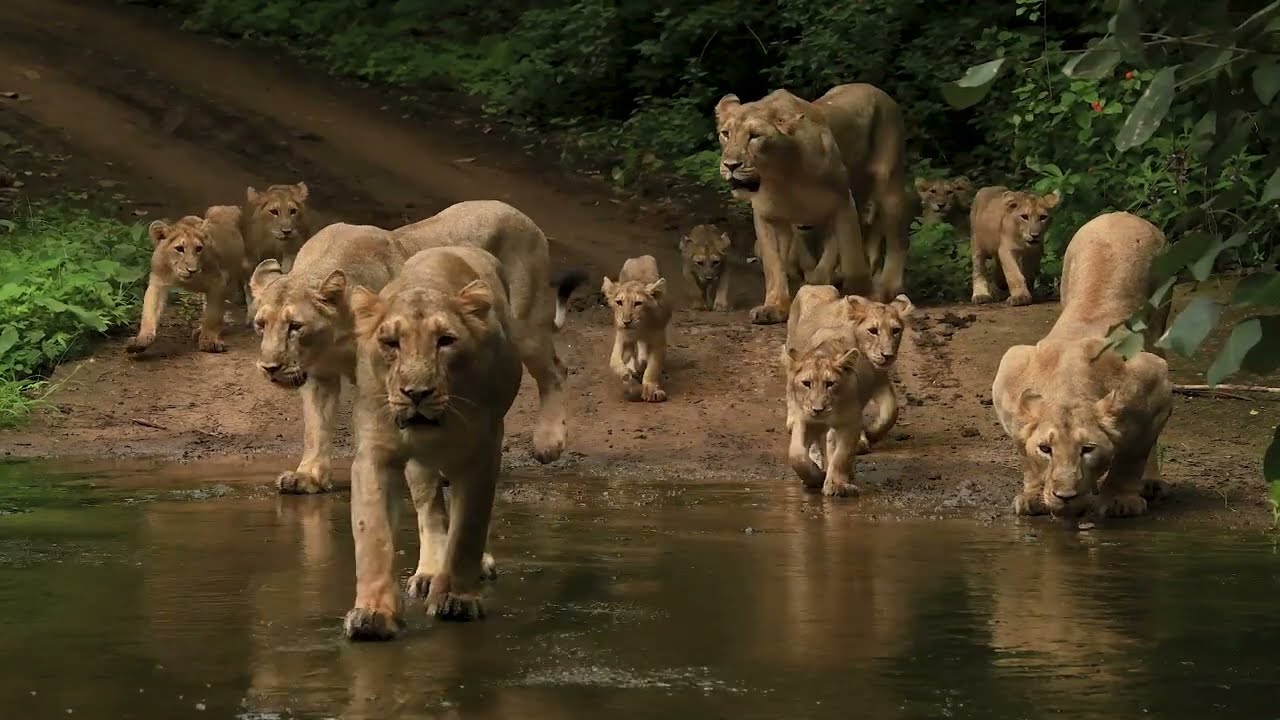 Gir Under the Monsoon Clouds Gujarat #GIRNATIONLPARK #sasangir #LIONDAY #SHIVKRUPA_SCHOOL_BHANVAD