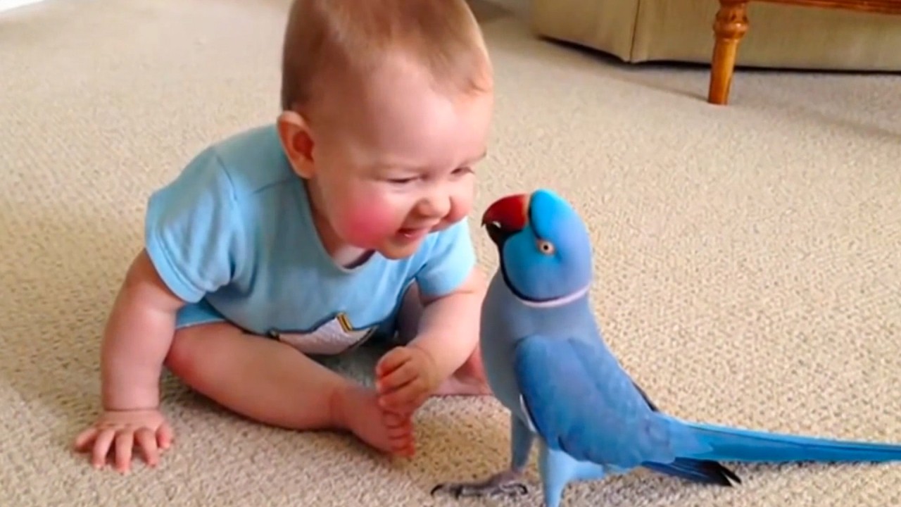 When a Talking Parrot Meets a Baby… You Won’t Believe What Happens 😂🦜👶Funny Baby Videos