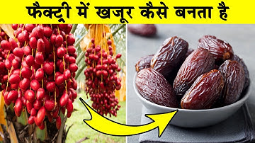 फैक्ट्री में खजूर कैसे बनता है | Khajur Kaise Banta hai | How Dates are Made in Factory | Dates