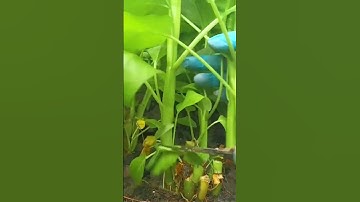 techniques for harvesting water spinach using simple tools #shorts