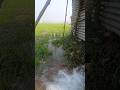 গ্ৰাম বাংলা #nature #viralvideo #ytviral #naturelovers #villagelife #ytshorts #ytshortsindia #shorts