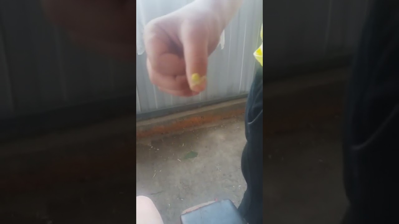 жёлтый паук.