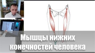 Мышцы ног / Видеокурс /Пластическая анатомия - А. Рыжкин