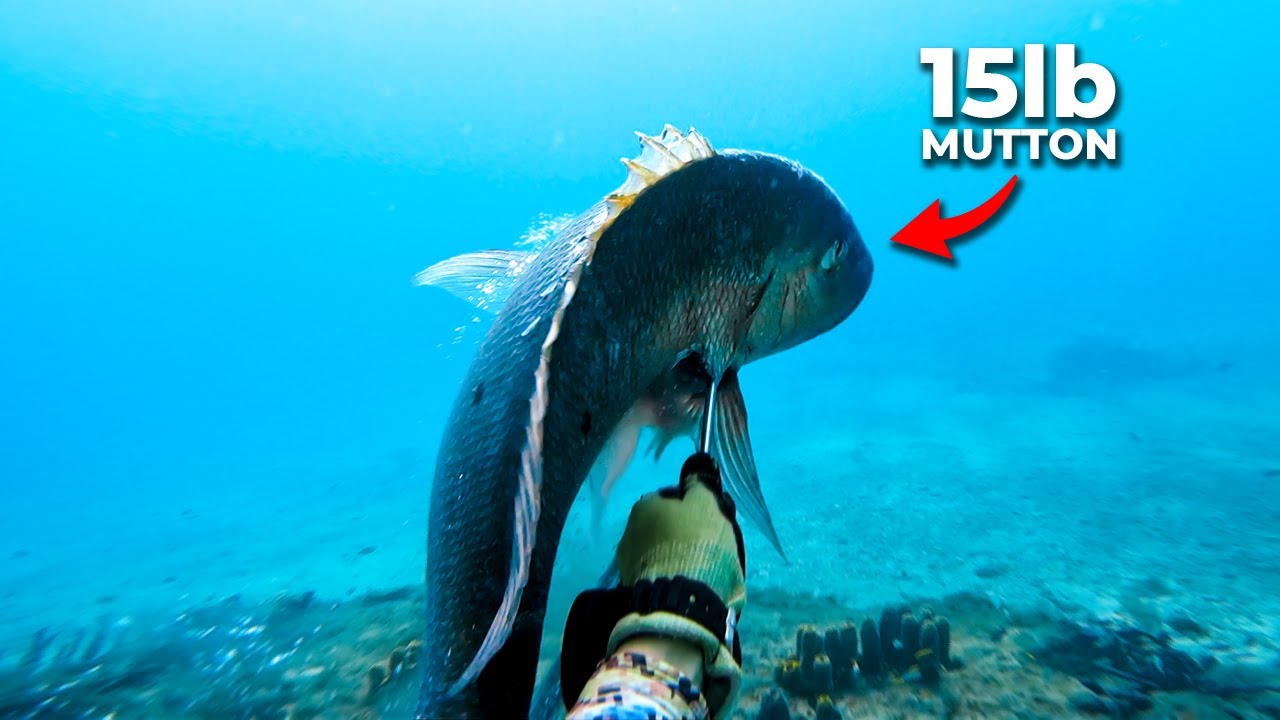 САМЫЙ БОЛЬШОЙ бараний люциан, которого я КОГДА-ЛИБО видел... (Подводная охота, Сент-Люсия)
